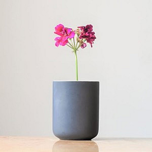 A single plant with pink flowers in a grey pot
