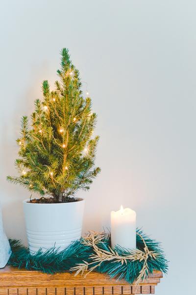November 2022 Blog - Christmas - Plantpot.jpg