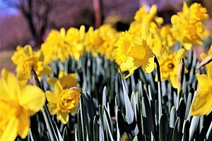 daffodils growing in a park