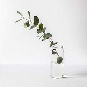 Foliage in a glass jar signifying recycling and environment