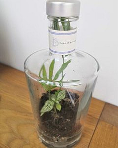 a bottle upcycled into a terrarium
