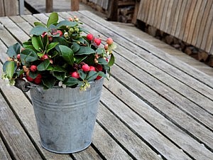 apdo organised autumn garden pots